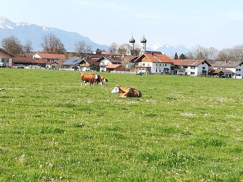Apartment Moosblick Zwischen Bergen Und See Benediktbeuern Dış mekan fotoğraf